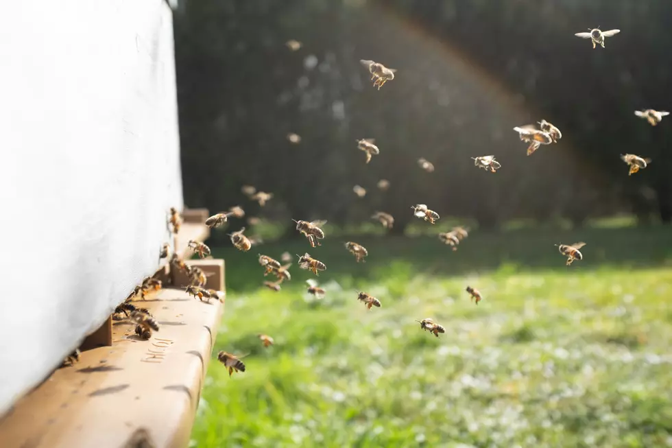 Honeybee Swarm Under Backyard Deck Stings Me & My Dog