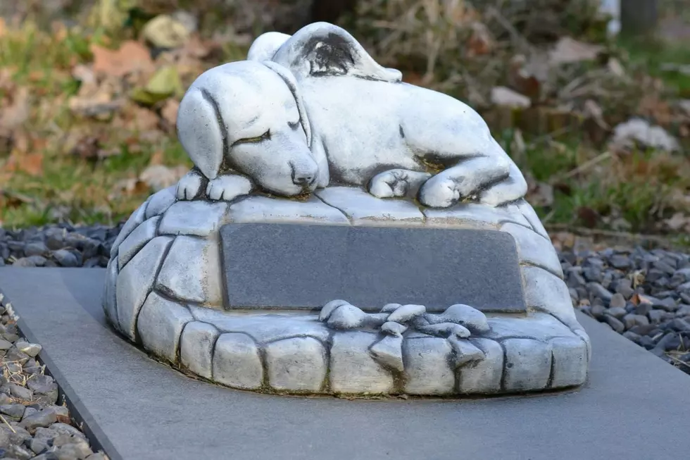Is It Legal to Bury Your Pet In Your Yard In Minnesota