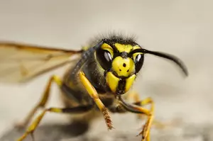 Why You&CloseCurlyQuote;re Seeing More Bugs Around Your Minnesota Home