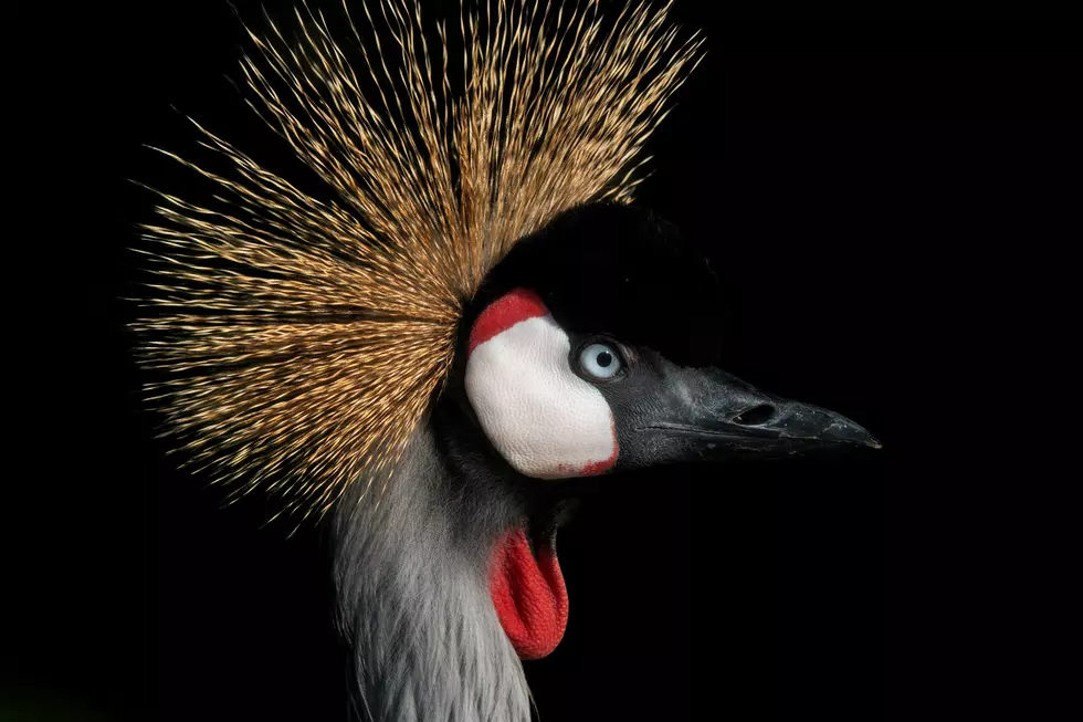 Two Baby Cranes Make Como Zoo History 