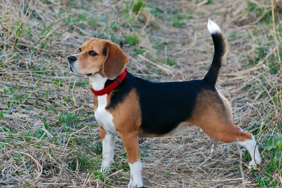 Update on 11 Beagles Rescued From Wisconsin Research Facility