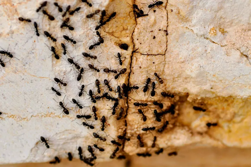 Why You&CloseCurlyQuote;re Seeing More Bugs Around Your Minnesota Home