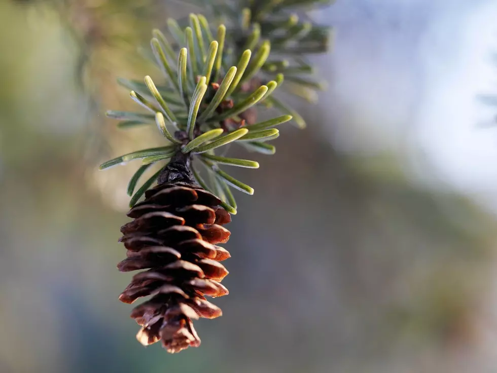Gather Tree Seeds For Minnesota DNR & Get Paid
