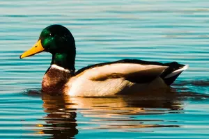 5 Things That Minnesota Duck Hunters Should Know