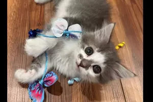 Stolen Kitten Returned To Central Minnesota Shelter