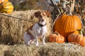 Free Microchips & Fall Fun Await At TCHS Paws & Pumpkins Event