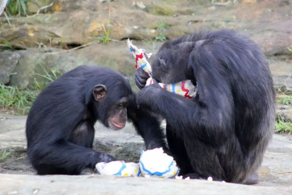 Chimpanzees and “Personhood” Rights