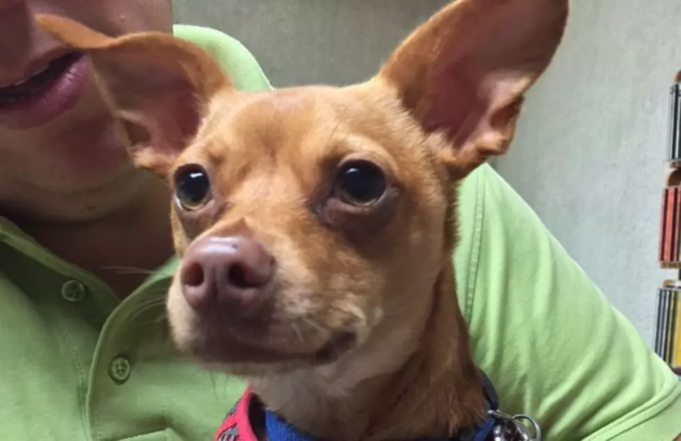 Wiggly Tail Wednesday: Patch the Deer Chihuahua [VIDEO]