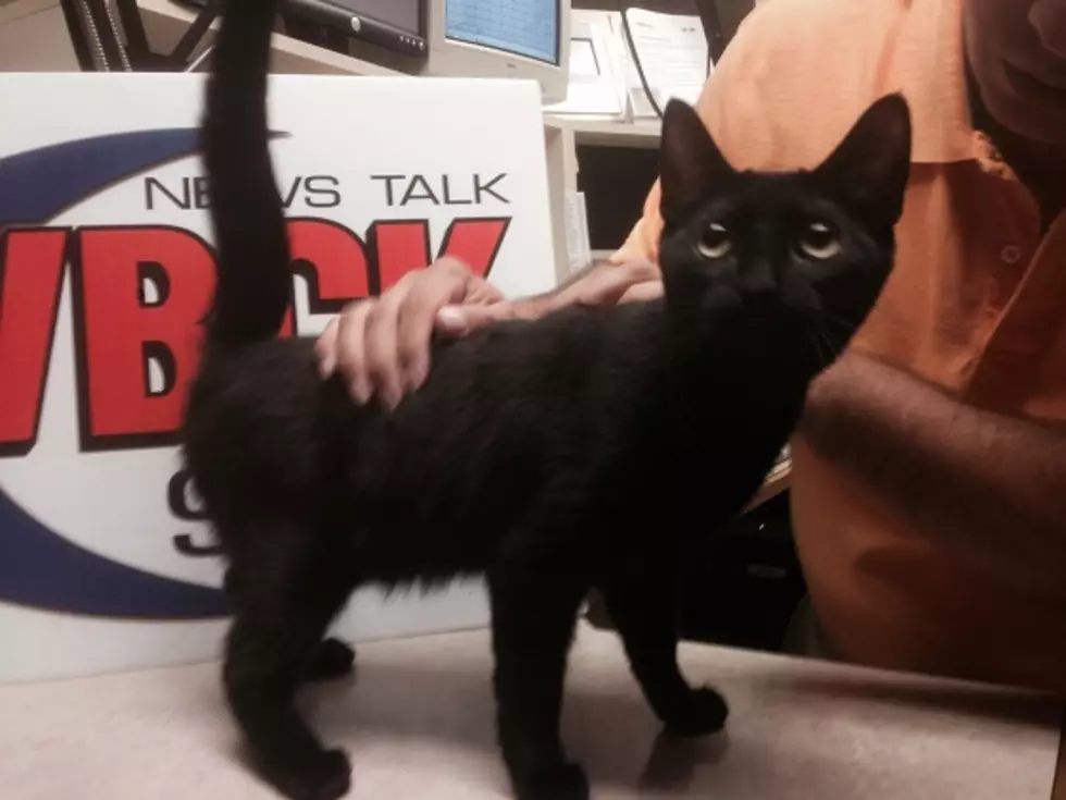 Wiggly Tail Wednesday: Adopt Carly the Cat in Battle Creek
