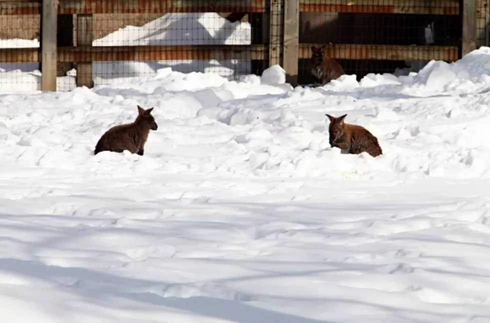 Can You Guess Where in SW Michigan Authorities Spotted Kangaroos?