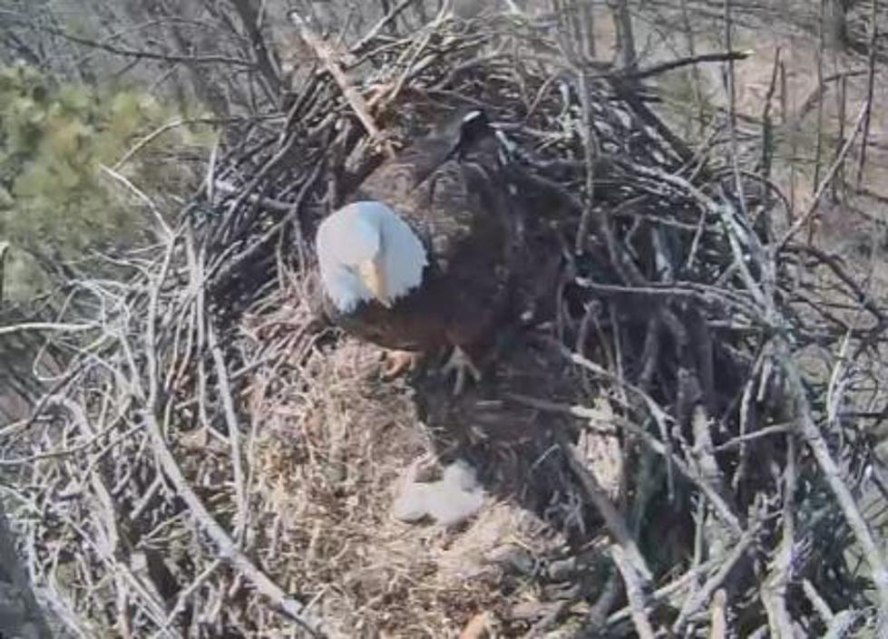 Michigan&#8217;s First Baby Bald Eagle of 2016