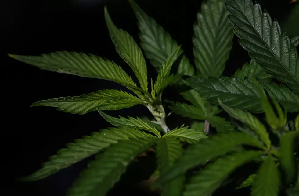 Calhoun County Marijuana Crackdown Turns Up 1,200 Plants