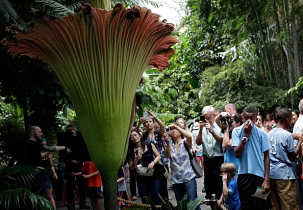 Corpse Flower A Hit In New York