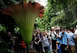 Corpse Flower A Hit In New York