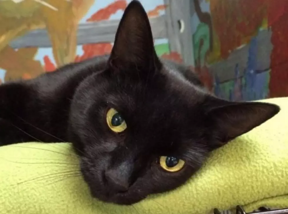 Wiggly Tail: Humane Society&#8217;s Longest Cat Resident