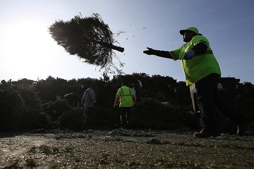 Tree Take Down: Michigan DNR Tips