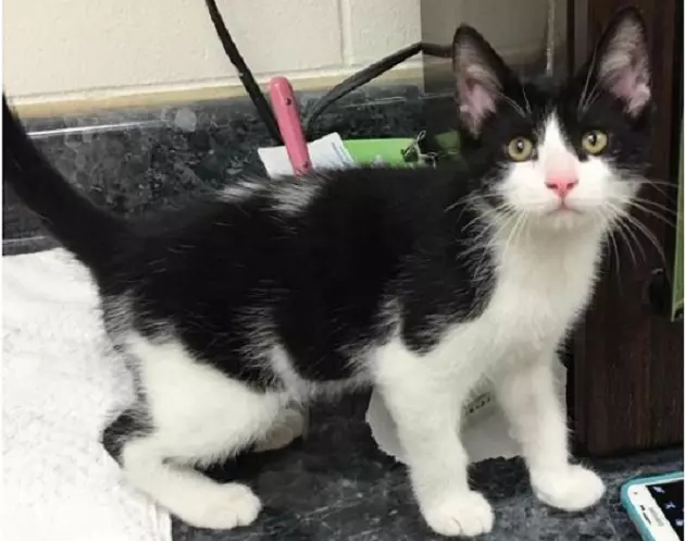 Wiggly Tail: Adopt Donny