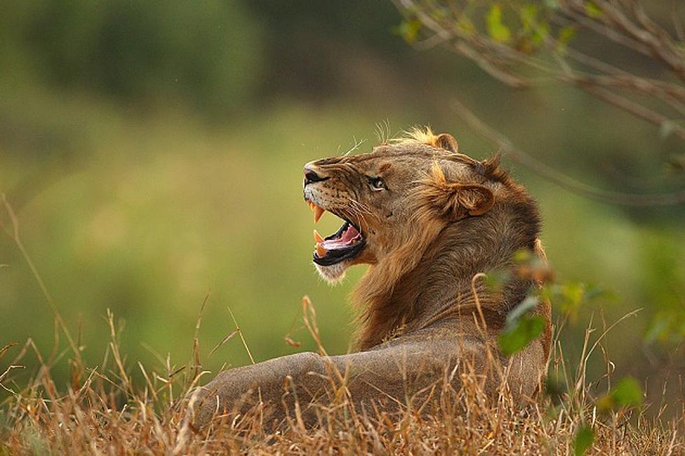 Police Inundated With Calls About Lions On The Loose