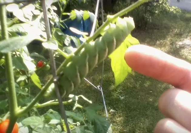 What Is This Mysterious Little Fella On Your Tomato Plants?