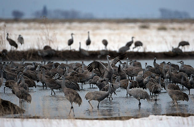 Hunting Sandhill Cranes in Michigan