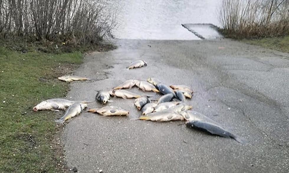 Why Is A Kalamazoo Fisherman Leaving Dozens Of Dead Carp?