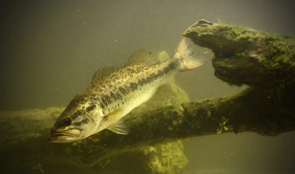 MDHHS Says ‘Do Not Eat’ Fish From Parts Of Kalamazoo River