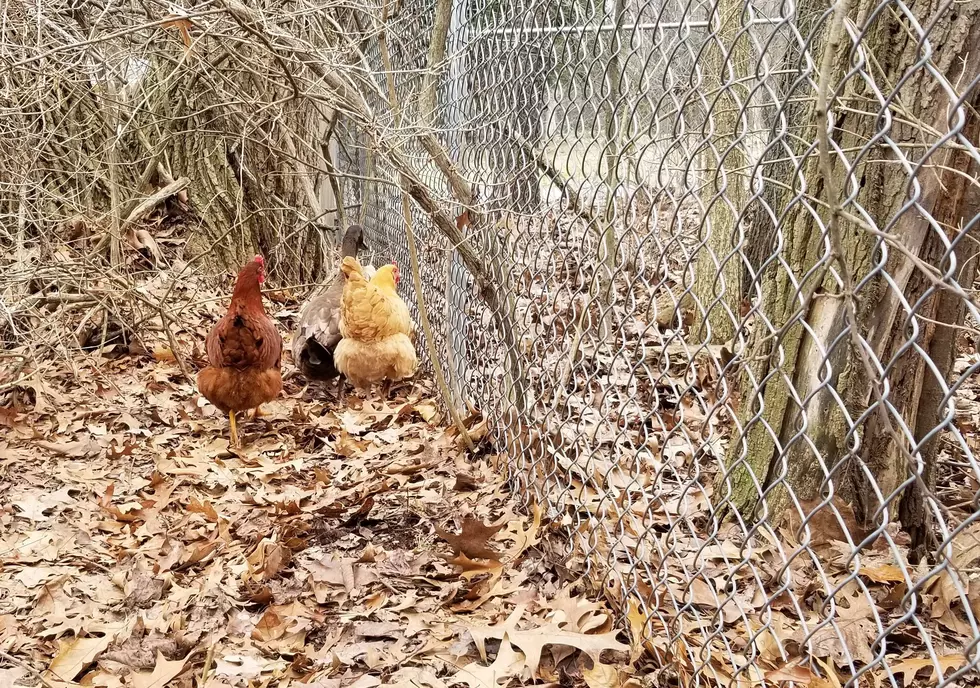 Urban Chickens Green-lit By Battle Creek City Commission