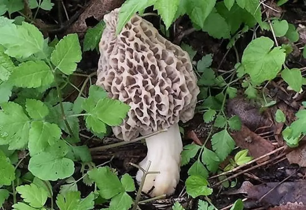Michigan’s 2018 Morel Mushroom Hunting Season [PHOTO GALLERY]