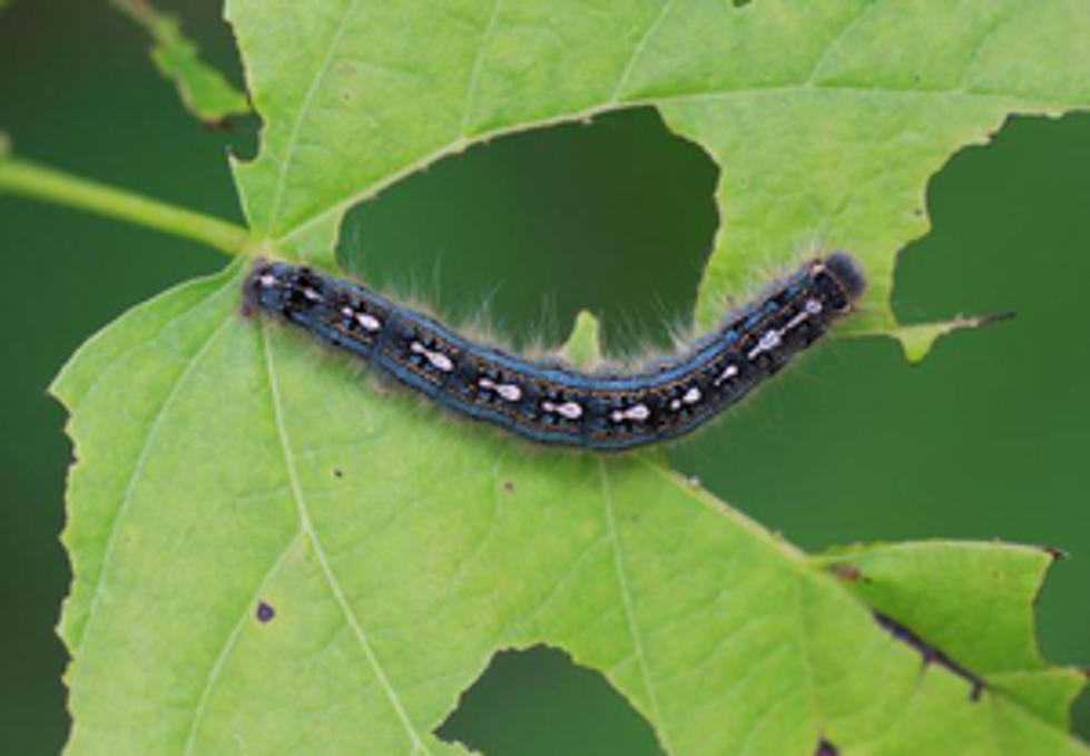 &#8216;Invasion Of The Caterpillars&#8217; Returns To Michigan