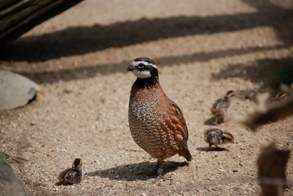 Bring Papa Bird out to the Kellogg Bird Sanctuary Sunday