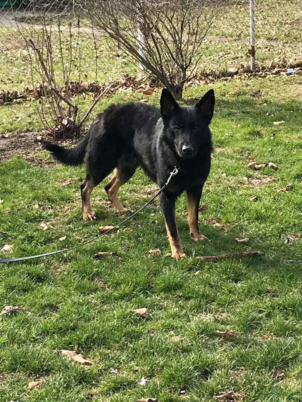 Kalamazoo K-9 Gets Protective Vest In Memory Fallen Officer