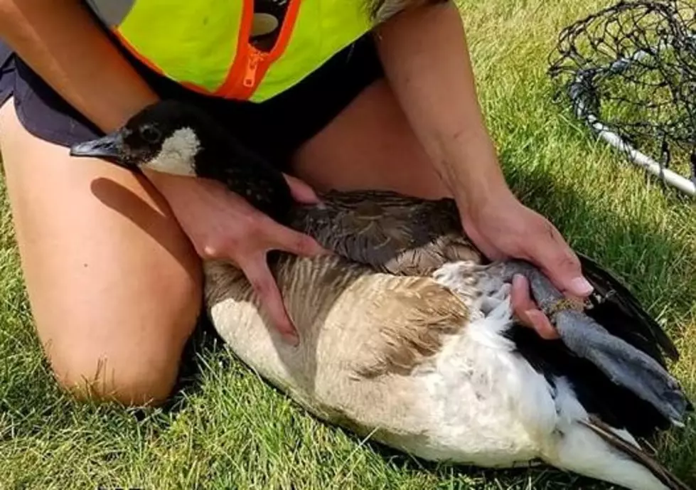 Injured Goose Rescued At Battle Creek's Bailey Park