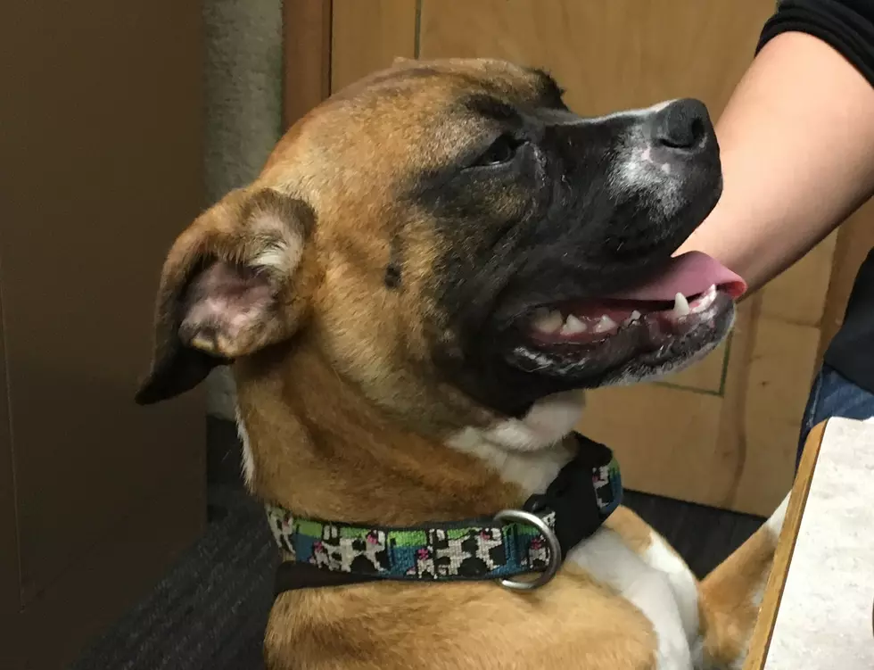 Wiggly Tail: Shyloh is a sweet little Boxer