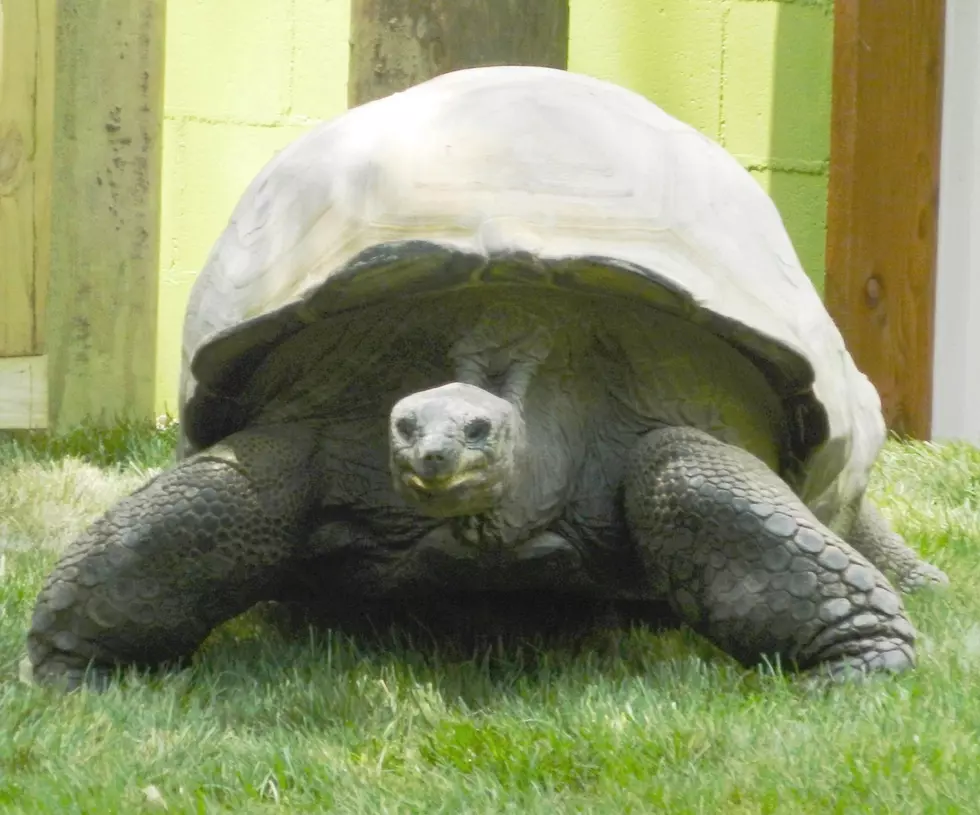Binder Park Zoo&#8217;s Oldest Critter On the Mend
