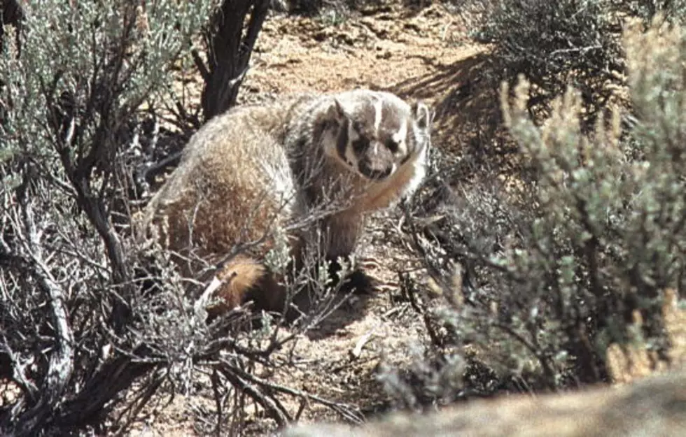 Intruder 'Badgers' Michigan Homeowner