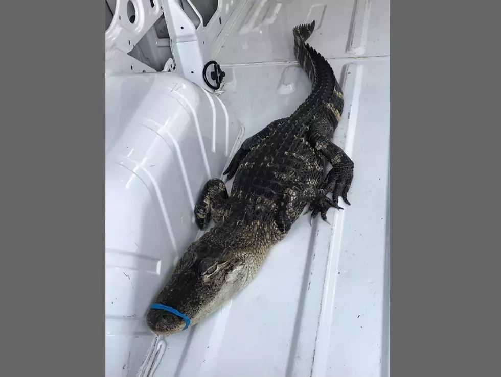 Alligator Found In Lake Michigan
