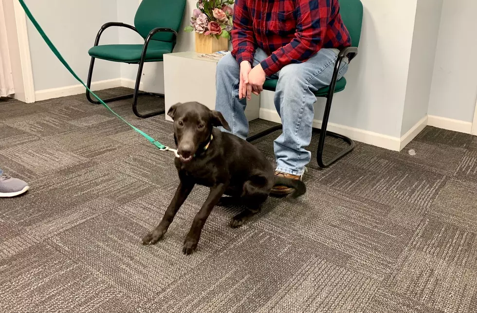 Wiggly Tail Wednesday: Say Hi To Sable!