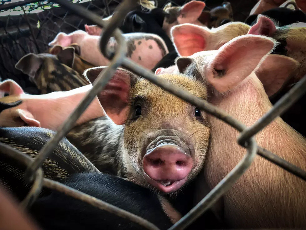 Coldwater Pig Processor Had Two Incidents of ‘Inhumane Treatment’ Last fall