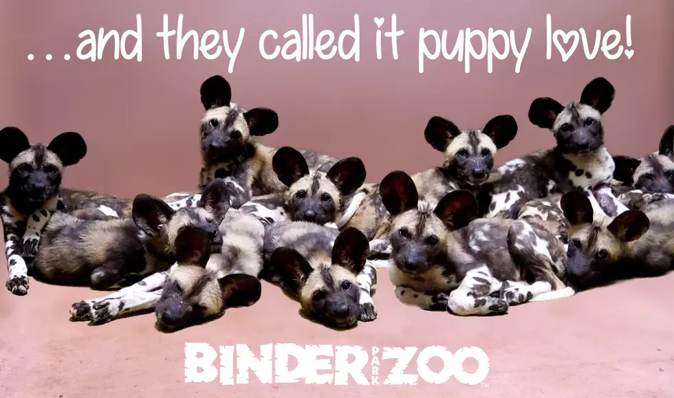 PUPdate: Binder Park Zoo’s African Painted Dogs Video
