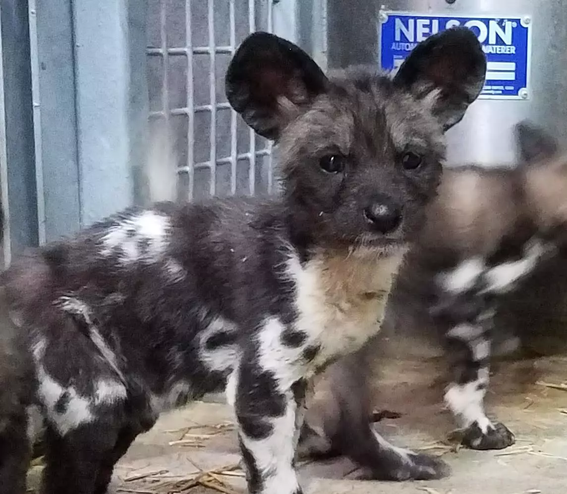 PUPdate: Binder Park Zoo's African Painted Dogs Video