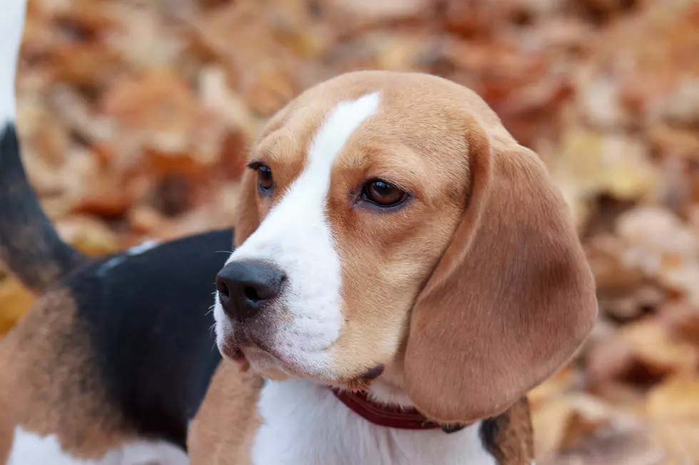 36 Beagles To Get Reprieve From Mattawan Pesticide Testing