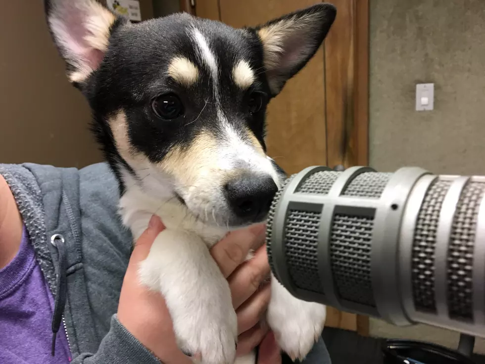 Wiggly Tail Wednesday: It&#8217;s Dirk!  Isn&#8217;t he cute?