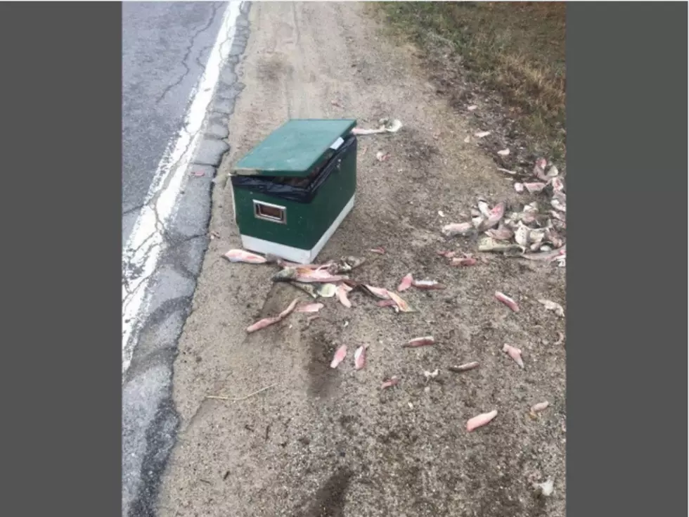 Clues Sought After Over 50 Poached Walleye Discovered In West Michigan