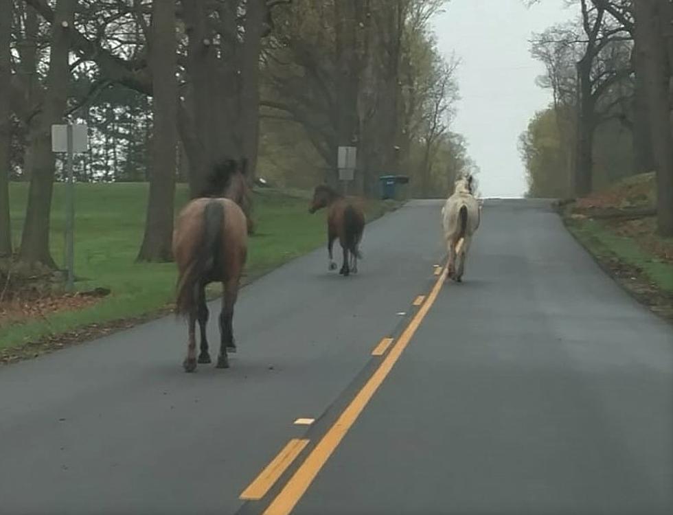 Three Horses Seen Running Loose On Calhoun County Roadway