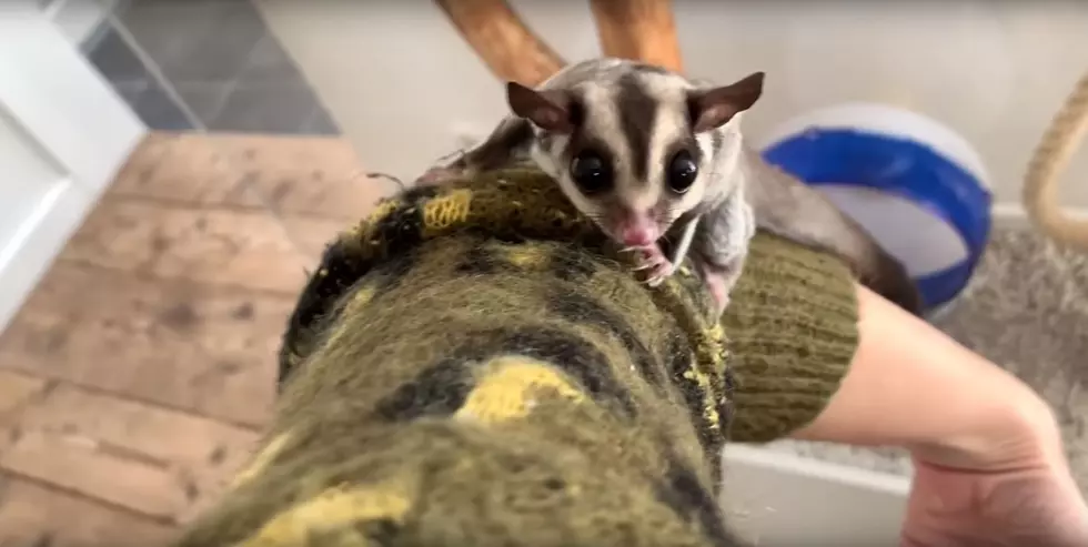 Sugar Gliders And Other Animals Rescued In Battle Creek Fire