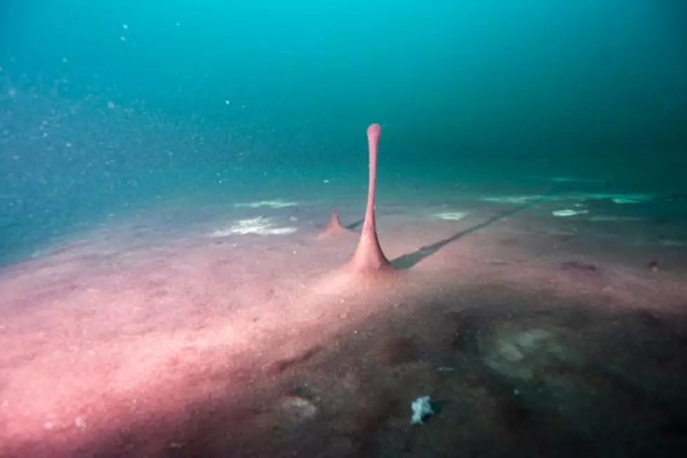 Sinkholes in Lake Huron Shed Light on Ancient Earth's Condition