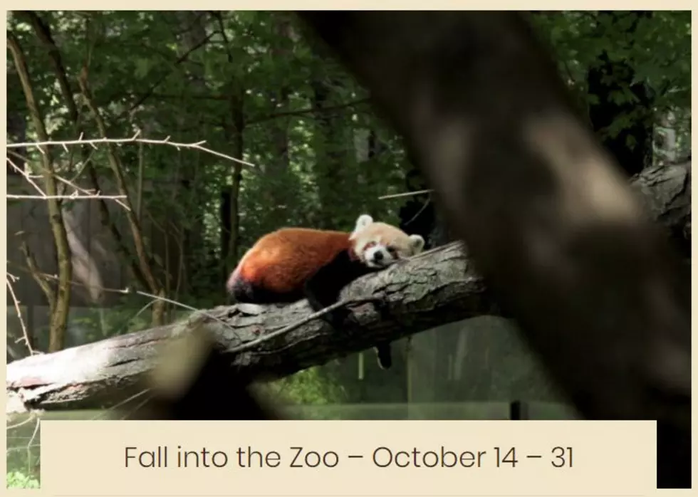 Weather Moves Zoo Senior Safari Day to Friday, October 18th