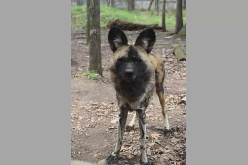 Binder Park Zoo’s Senior African Painted Dog Dies