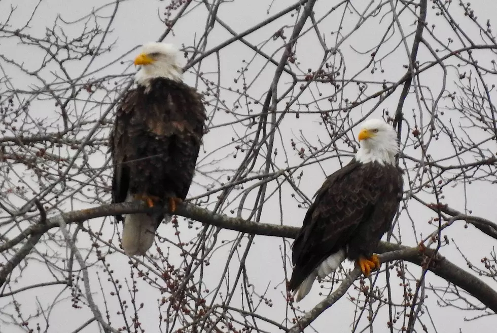 PHOTOS: The Bald Eagles at Battle Creek&#8217;s Goguac Lake