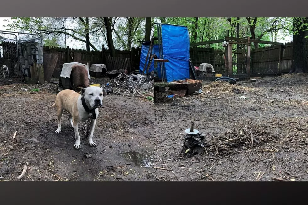 Dogs Removed From Kalamazoo Home Suspected Of Dog Fighting